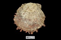 藏品(中華海菊蛤)的圖片